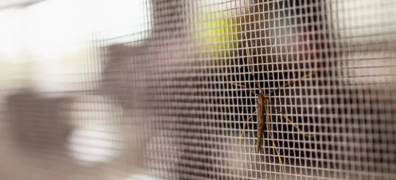 Repair Mosquito Mesh For Windows in Town 'n' Country, FL